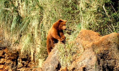 Oso_-_Ursus_arctos_-_Cabárceno_1